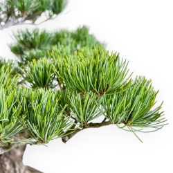 Pinus Pentaphylla - Pino a cinque aghi - 65 cm