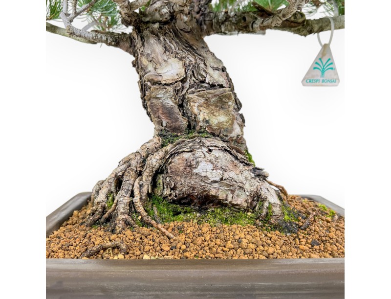 Pinus Pentaphylla - Kiefern - 65 cm