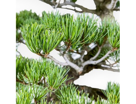 Pinus Pentaphylla - Kiefern - 65 cm