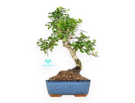 Ligustrum – Liguster – 35 cm