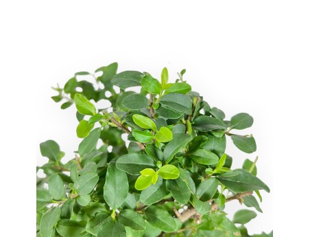 Ligustrum – Liguster – 35 cm