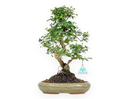 Ligustrum - Privet - 41 cm