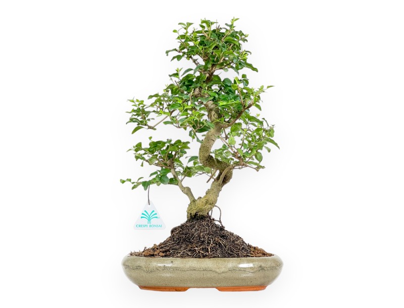 Ligustrum - Ligustro - 41 cm