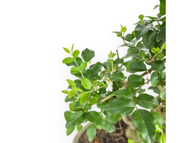 Ligustrum - Privet - 41 cm 2