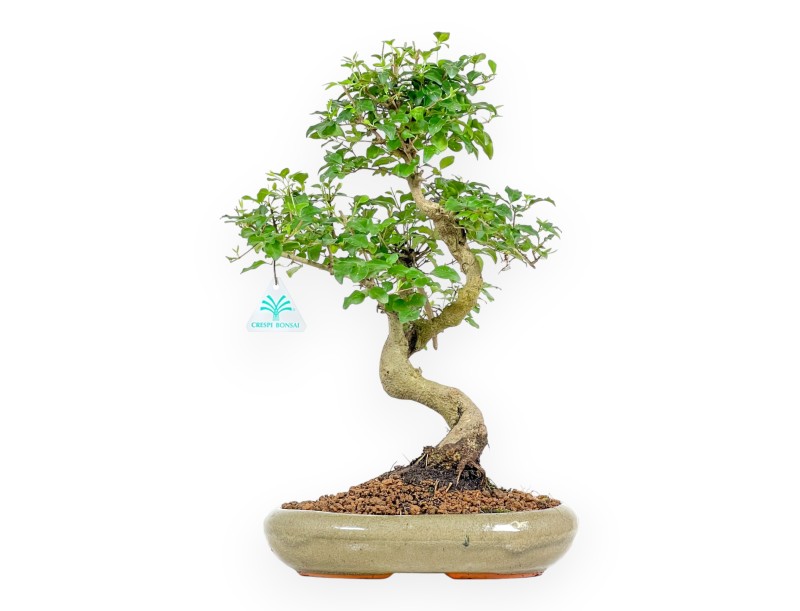 Ligustrum - Ligustro - 41 cm