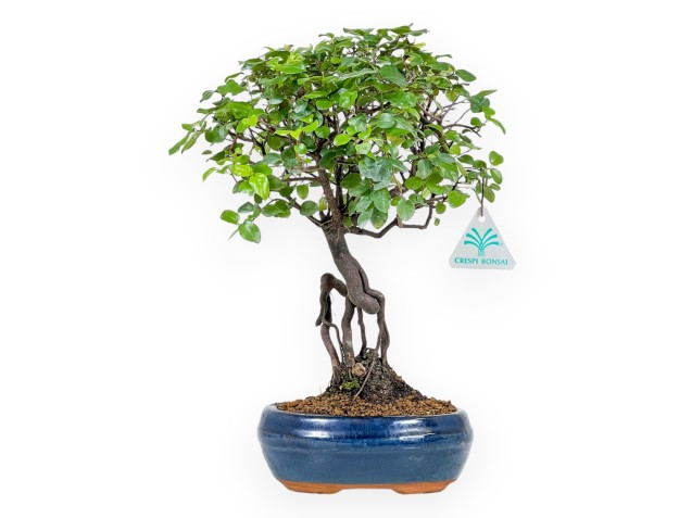 Sagerethia Theezans - Sageretia - 32 cm