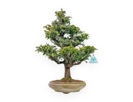 Cryptomeria Japonica - Cedro Giapponese - 41 cm