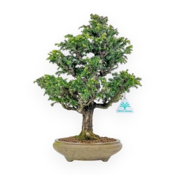 Cryptomeria Japonica - Cedro Giapponese - 41 cm