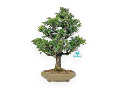 Cryptomeria Japonica - Cèdre Japonais - 41 cm