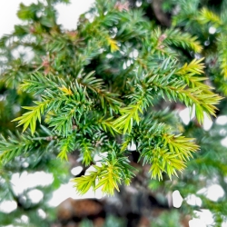 Cryptomeria Japonica - Cedro Giapponese - 41 cm