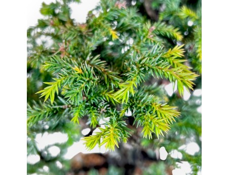 Cryptomeria Japonica - Cèdre Japonais - 41 cm