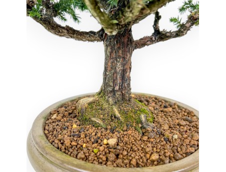 Cryptomeria Japonica - Cèdre Japonais - 41 cm