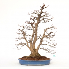 Acer palmatum viridis - 77 cm