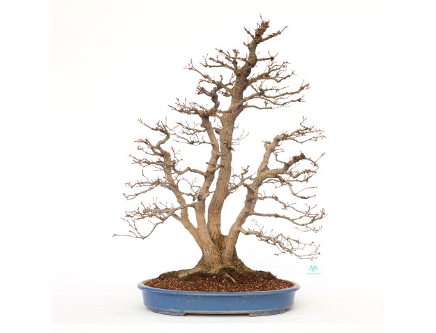 Acer palmatum viridis - érable - 77 cm
