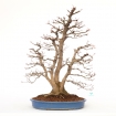 Acer palmatum viridis - maple - 77 cm