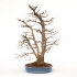 Acer palmatum viridis - 77 cm