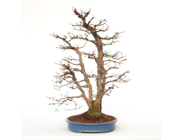 Acer palmatum viridis - érable - 77 cm 2