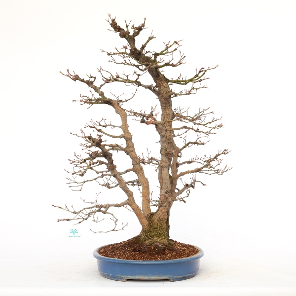 Acer palmatum viridis - 77 cm