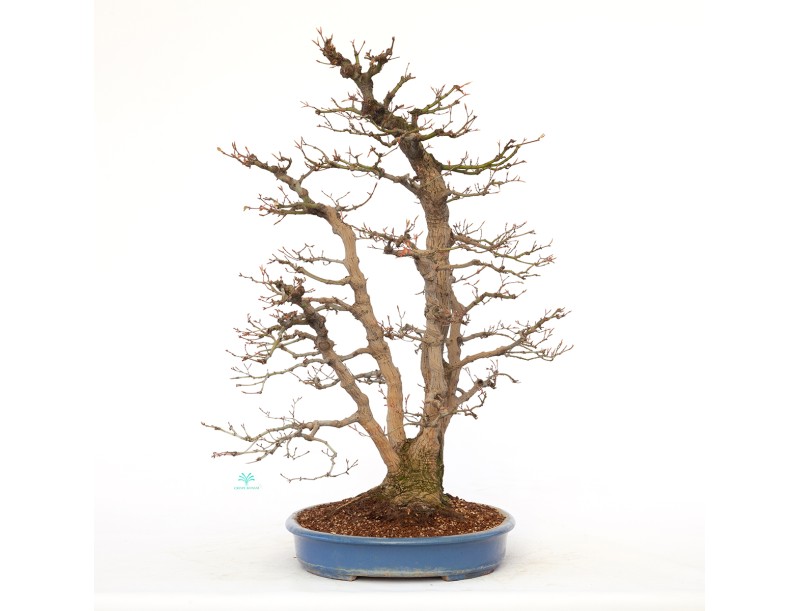 Acer palmatum viridis - maple - 77 cm