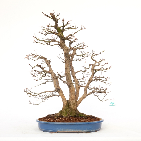 Acer palmatum viridis - 77 cm
