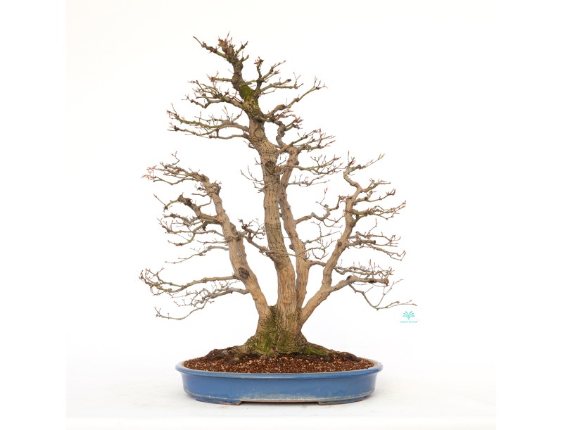 Acer palmatum viridis - maple - 77 cm