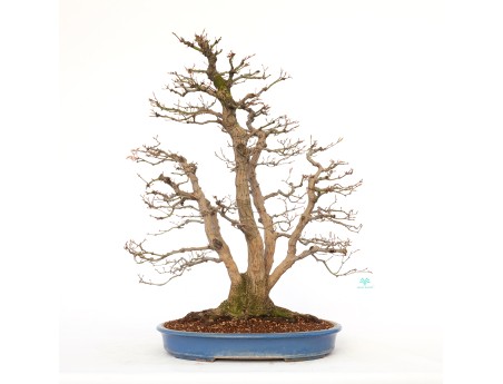 Acer palmatum viridis - 77 cm