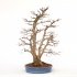 Acer palmatum viridis - 77 cm