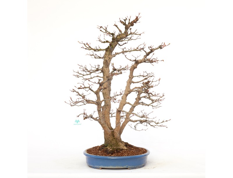 Acer palmatum viridis - maple - 77 cm