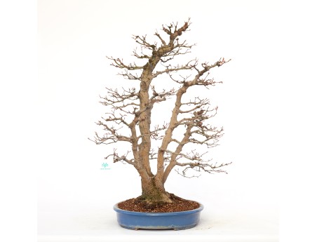 Acer palmatum viridis - maple - 77 cm