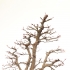 Acer palmatum viridis - 77 cm