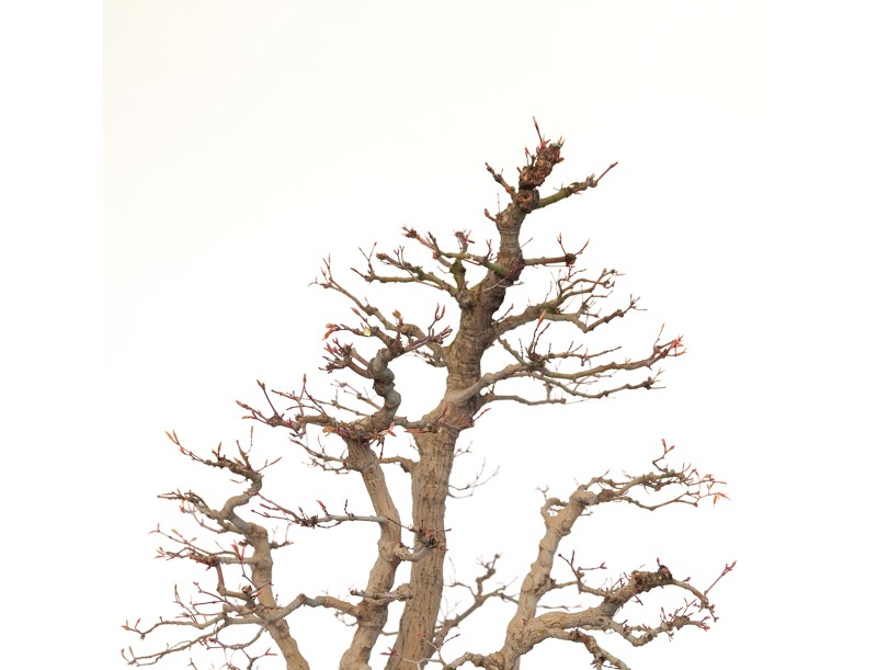 Acer palmatum viridis - maple - 77 cm