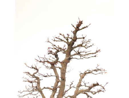 Acer palmatum viridis - 77 cm