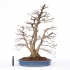 Acer palmatum viridis - 77 cm