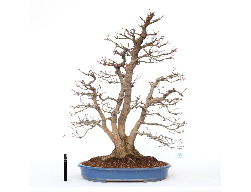 Acer palmatum viridis - érable - 77 cm