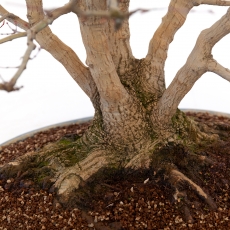 Acer palmatum viridis - 77 cm