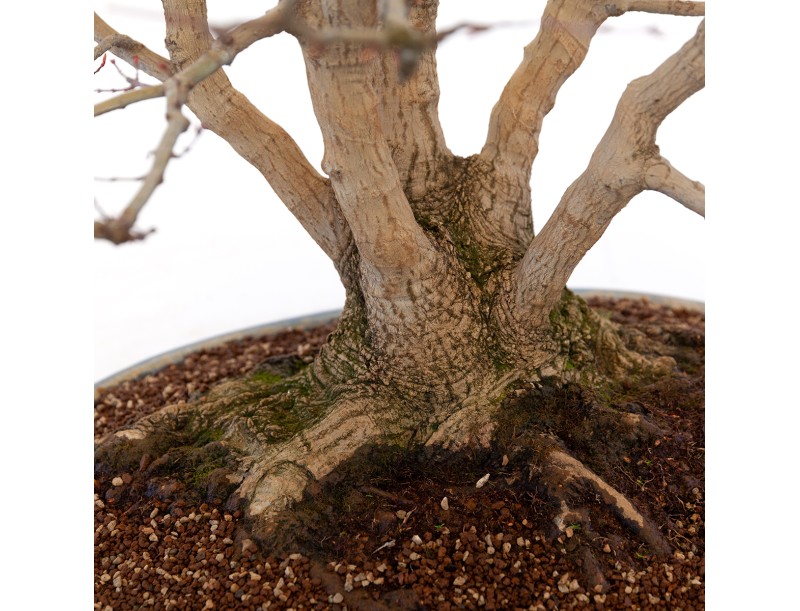 Acer palmatum viridis - maple - 77 cm