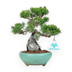 Juniperus Chinensis Itoigawa - Ginepro - 23 cm