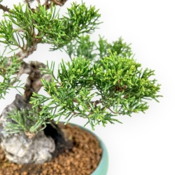Juniperus Chinensis Itoigawa - Ginepro - 23 cm
