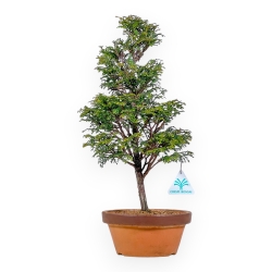 Chamaecyparis Obtusa - False Cypress - 43 cm