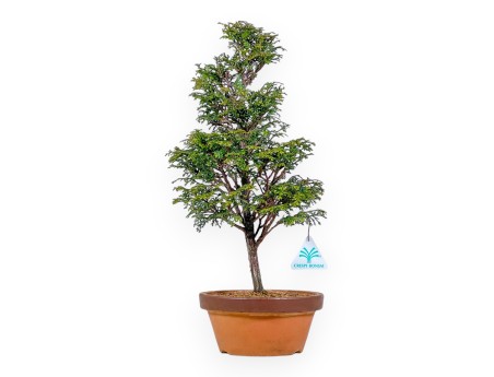 Chamaecyparis Obtusa - Falso Cipresso - 43 cm