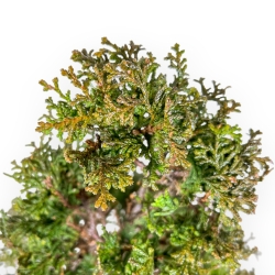 Chamaecyparis Obtusa - False Cypress - 43 cm