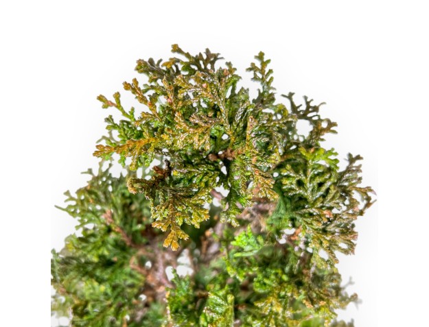 Chamaecyparis Obtusa - Falso Cipresso - 43 cm 2