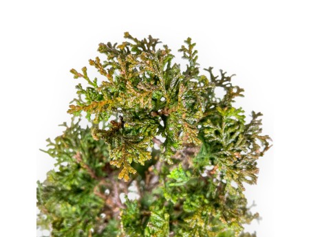 Chamaecyparis Obtusa - Falso Cipresso - 43 cm