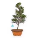 Chamaecyparis Obtusa - False Cypress - 43 cm