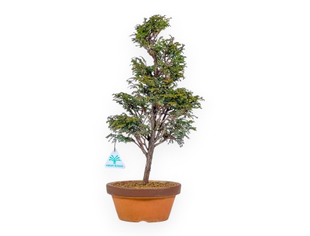 Chamaecyparis Obtusa - Faux Cyprès - 43 cm