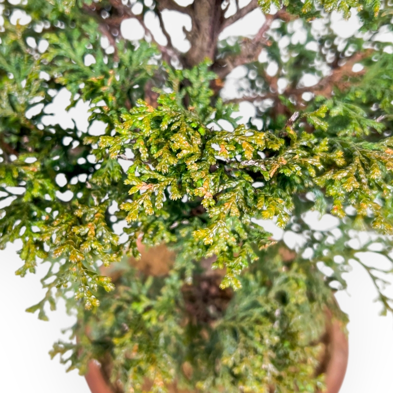 Chamaecyparis Obtusa - False Cypress - 43 cm