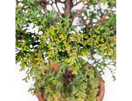 Chamaecyparis Obtusa - Faux Cyprès - 43 cm