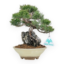 Juniperus Chinensis Itoigawa - Ginepro - 23 cm