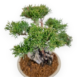 Juniperus Chinensis Itoigawa - Ginepro - 23 cm