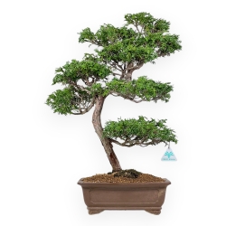 Chamaecyparis Obtusa - Faux Cyprès - 60 cm